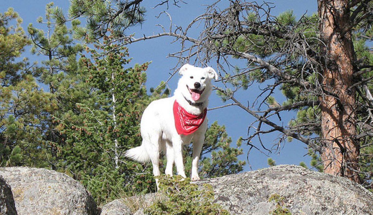 pets-in-yellowstone