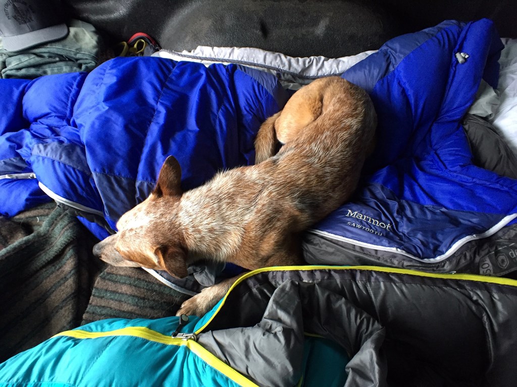 Dog on camping