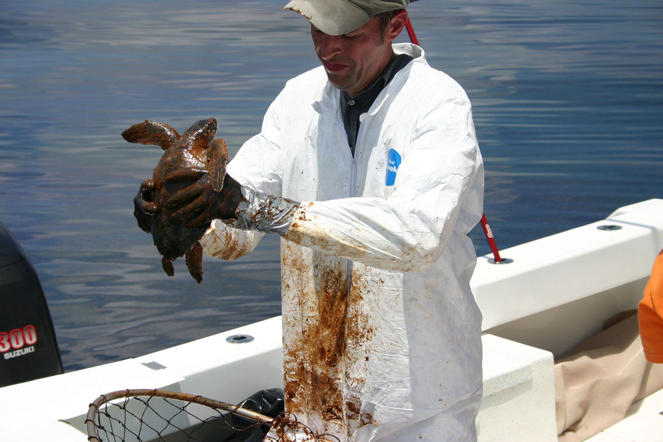 Oil spill turtle