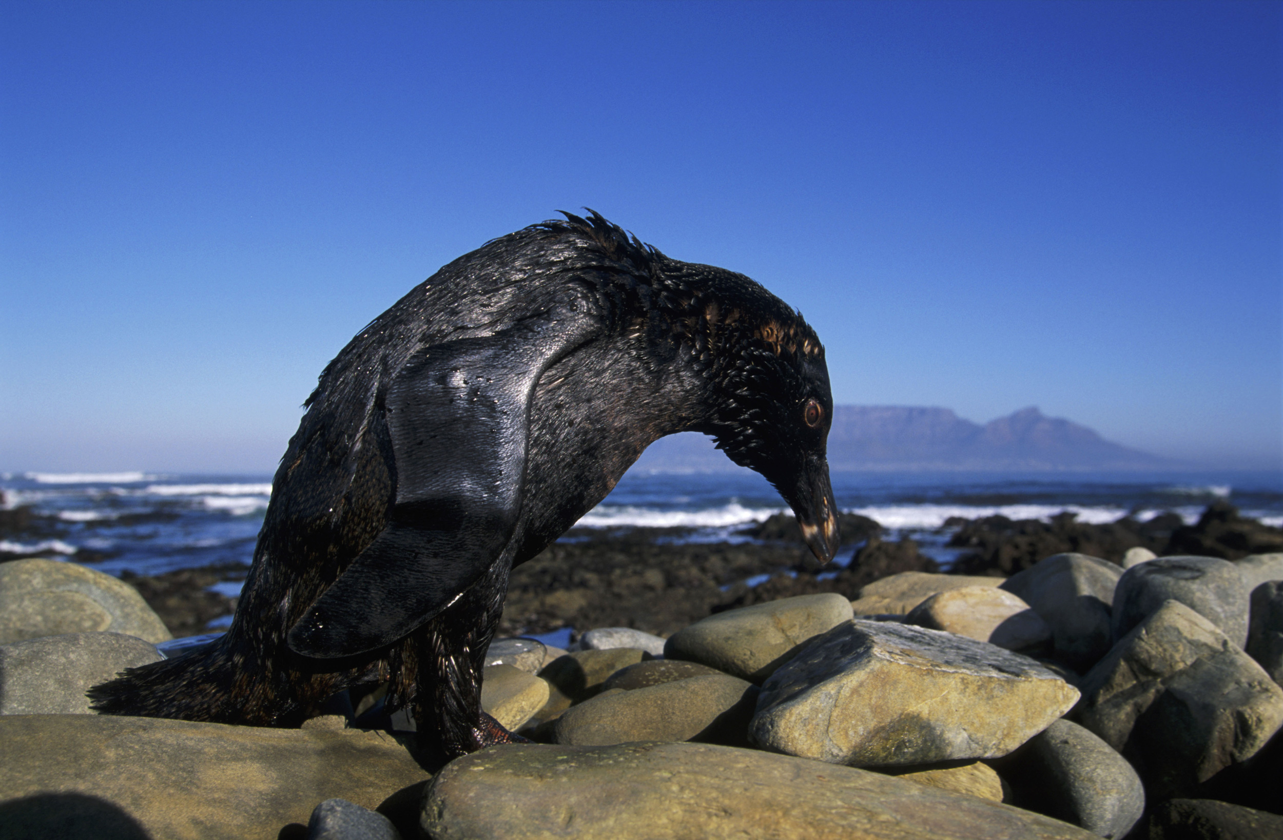 penguin-oil-spill-mythology
